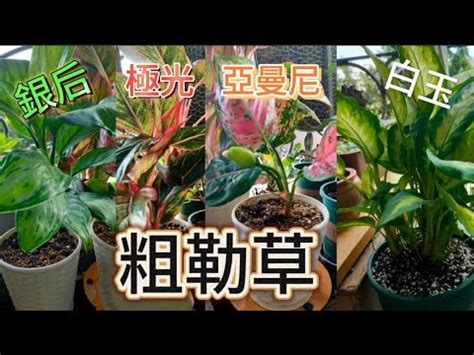 極光粗肋草風水|極光粗肋草風水擺放指南：提升財運與活力的秘訣 